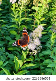Close up of the red admiral butterfly on the gentle flower in the middle of greenery - Shutterstock ID 2263686551