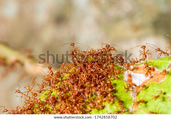 Close up red ants teamwork rescue of larvae in nest,\
Giant red ants protect ant eggs and ant pupae on nest made from\
green leaf