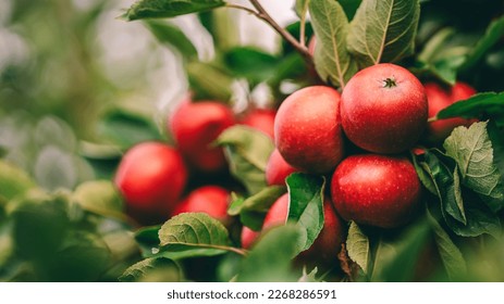 Close up red apples on tree ready to be harvested. Ripe red apple fruits in apple orchard. Selective focus. - Shutterstock ID 2268286591