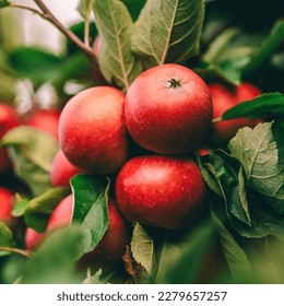Close up red apples on tree ready to be harvested. Ripe red apple fruits in apple orchard. Selective focus. - Shutterstock ID 2279657257