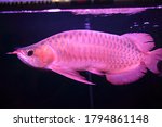 Close up of A Red Asian Arowana fish swimming in home Aquarium Fish Glass Tank