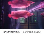 Close up of A Red Asian Arowana fish swimming in home Aquarium Fish Glass Tank