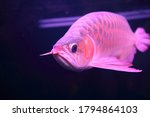 Close up of A Red Asian Arowana fish swimming in home Aquarium Fish Glass Tank