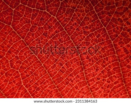 close up red autumn leaf texture, veins on the leaf surface