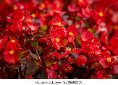 A close up of red begonias blooming in the sunshine, with a shallow depth of field - Powered by Shutterstock