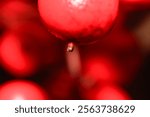 close up of red berries, nandina in autumn