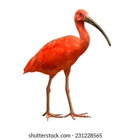 3,475 Scarlet Ibis Images, Stock Photos & Vectors | Shutterstock