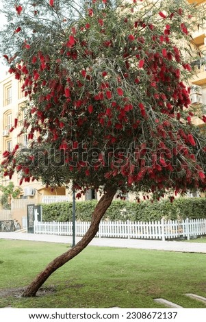 close up of a red bottlebrush tree
