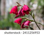 Close up of red butterfly gladiolus (gladiolus papilio) flowers in bloom