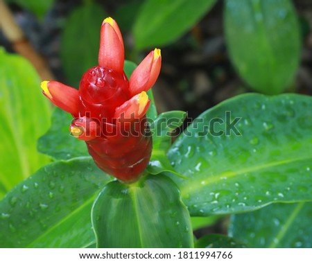 Close up of a Red Button Ginger flower with multiple yellow blooms.  Red Button Ginger is a hummingbird and butterfly nectar plant.  In Florida the Red Button Ginger will bloom in shade and full sun.