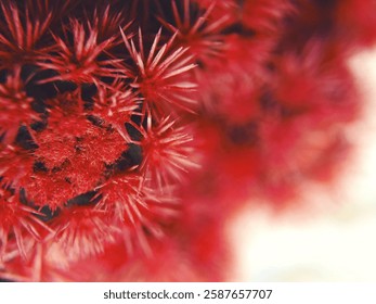 Close up of a red cactus
