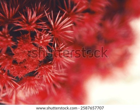 Close up of a red cactus