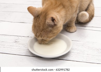 Close Up Of A Red Cat Drinking Milk From A Saucer On A White Floor