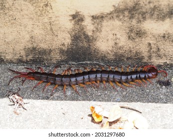 Close Up Of Red Centipede