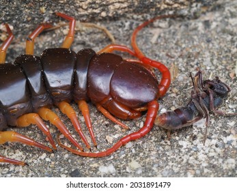 Close Up Of Red Centipede