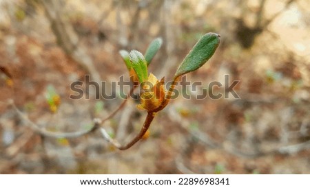 Close up of a red color 'Rhododendron schlippenbachii' flower bud against a bright nature background.