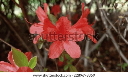 Close up of a red color 'royal azalea' flower against a bright nature background.