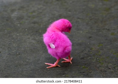 Close Up Red Colored Feathers Broiler Chick Cleaning Feathers In The House Yard