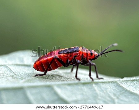 Close up of red cotton bug (Dysdercus cingulatus)