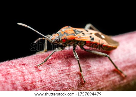 Close up red cotton stainer bug or manfaced bug on branch of tree and black background