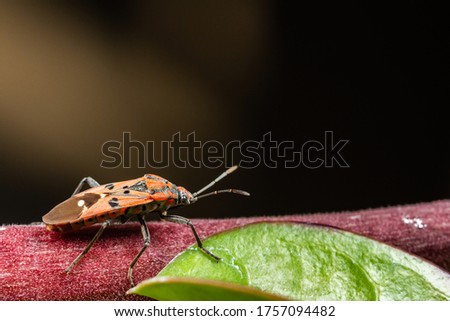 Close up red cotton stainer bug or manfaced bug on branch of tree and black background