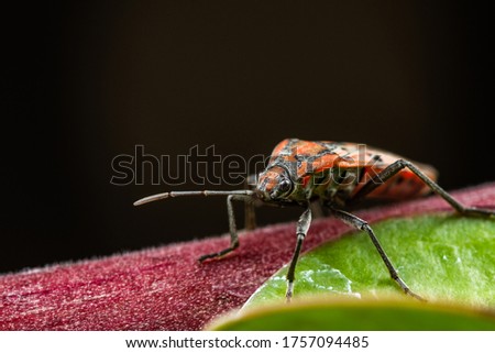 Close up red cotton stainer bug or manfaced bug on branch of tree and black background