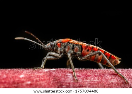 Close up red cotton stainer bug or manfaced bug on branch of tree and black background