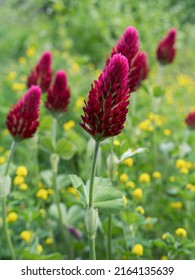 2,331 Crimson Clover Images, Stock Photos & Vectors | Shutterstock