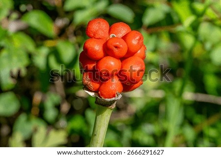 Close up of red cuckoopint (arum maculatum) berries