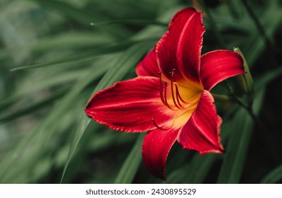 Close up of red daylily flower blooming outside on summer day. - Powered by Shutterstock