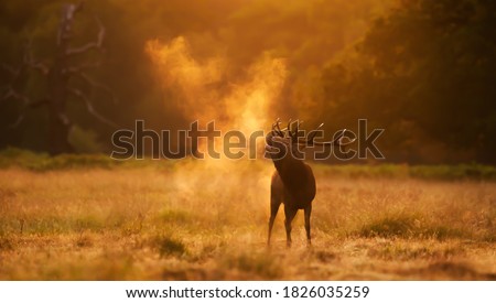 Close up of a Red Deer calling during rutting season at sunrise, UK.