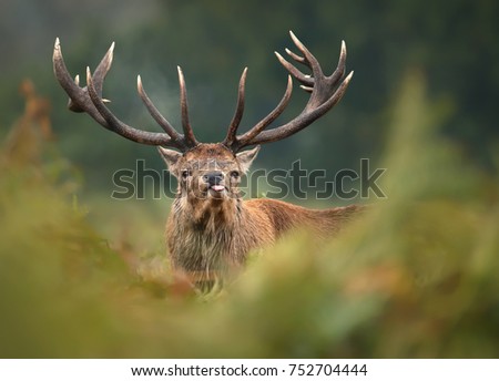 Close up of a red deer during the root sticking the tongue out. 