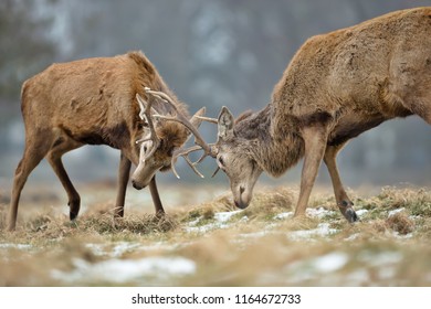 Close Up Of Red Deer Fighting During The Rutting Season In UK