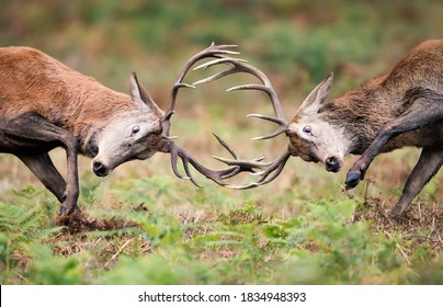 Close Up Of Red Deer Fighting During Rutting Season In UK.