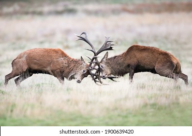 Close Up Of Red Deer Fighting During Rutting Season In UK.