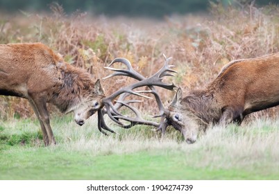 Close Up Of Red Deer Fighting During Rutting Season In UK.