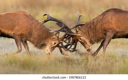 Close up of Red deer fighting during rutting season in UK. - Powered by Shutterstock