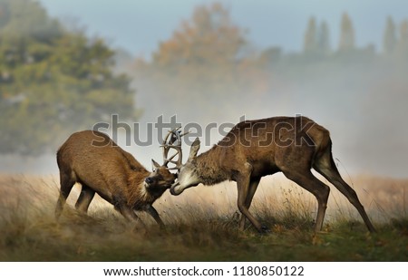 Close up of Red deer fighting during rutting season on a misty autumn morning, UK