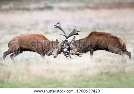 Close up of Red deer fighting during rutting season in UK.