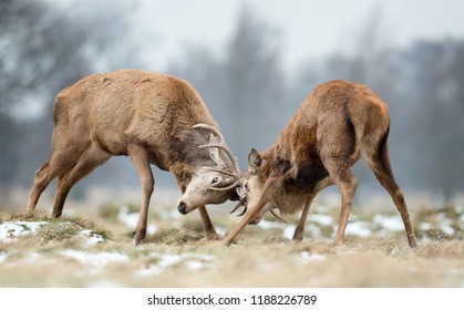 Close Up Of Red Deer Fighting, UK.