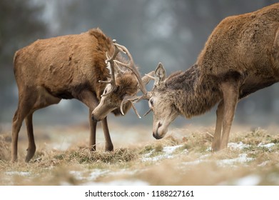 Close Up Of Red Deer Fighting, UK.