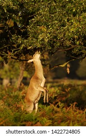 Close Up Of A Red Deer Hind Eating Tree Leaves, UK.