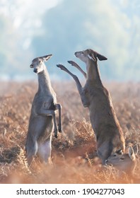 Close Up Of Red Deer Hinds Fighting In Autumn, UK.