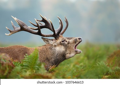 Close up of a Red deer roaring during rutting season in autumn, UK
