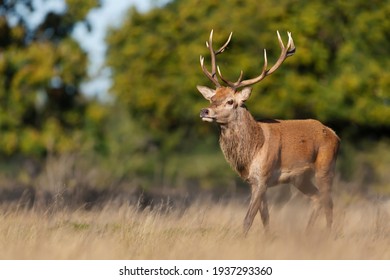 Close up of a red deer stag in autumn, UK.