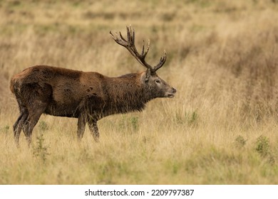 Close Up Of A Red Deer Stag In Autumn, UK.side On 