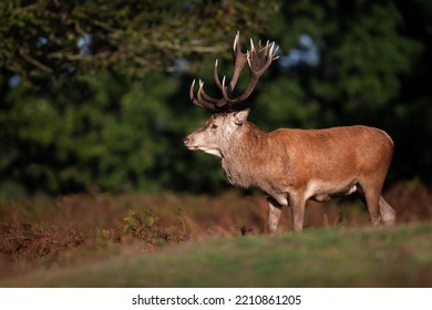 Close Up Of A Red Deer Stag In Autumn, UK.