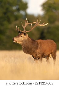 Close Up Of A Red Deer Stag In Autumn, UK.