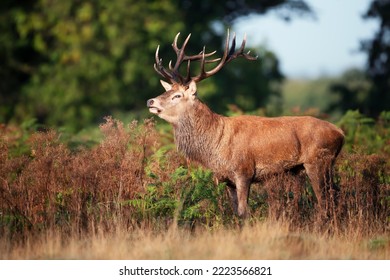 Close Up Of A Red Deer Stag In Autumn, UK.