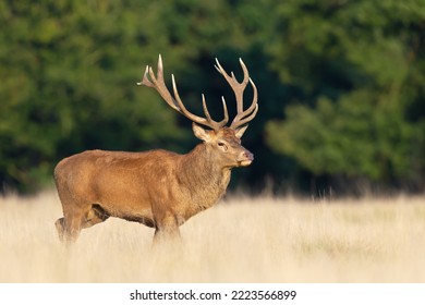 Close Up Of A Red Deer Stag In Autumn, UK.